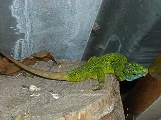 Lézard vert (Lacerta bilineata), près de Thônes (Haute-Savoie, 2009).