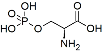 Image illustrative de l’article O-Phosphosérine