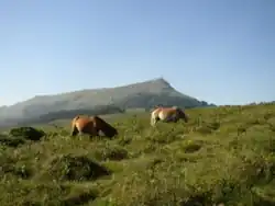 Chevaux en liberté de l'espèce pottok avec La Rhune en fond.
