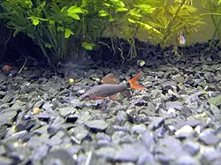 jeune d'environ 4 centimètres