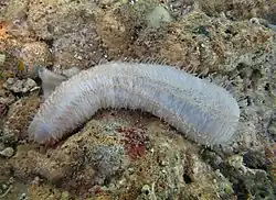 Labidodemas pertinax?