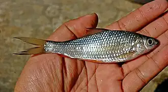 Labiobarbus leptocheilus.