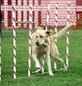 Labrador en discipline d'agility.