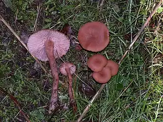 Description de cette image, également commentée ci-après