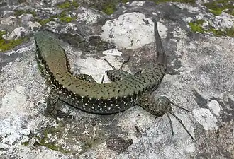 Description de l'image Lacerta laevis3.jpg.