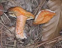 photo de Lactarius deliciosus