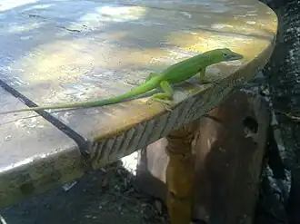 Description de l'image Lagarto ecko verde.jpg.