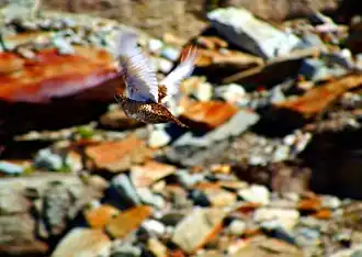 En vol Lagopus muta helvetica