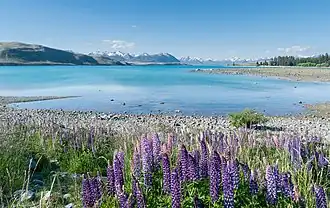 Image illustrative de l’article Lac Tekapo