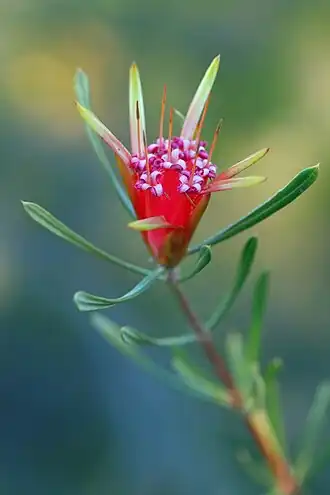Description de l'image Lambertia formosa UCSC.jpg.