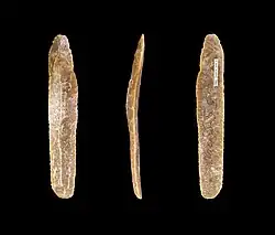 Lame(Muséum de Toulouse).