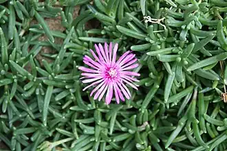 Description de l'image Lampranthus spectabilis 3.JPG.
