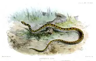 Description de l'image LamprophisFiskiiSmit.jpg.