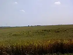 Champ de blé près de Temerin