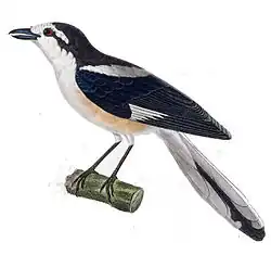 Dessin d’un oiseau noir et blanc, vu de côté.