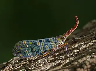 Description de l'image Lantern bug (Pyrops candelaria) Double Haven HK.jpg.