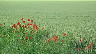 Dans les prés lyricantois.