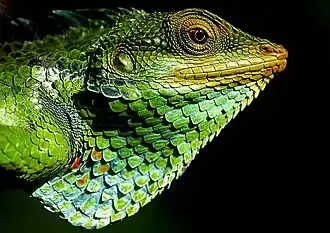 Description de l'image Large_Scaled_Forest_Lizard.jpg.