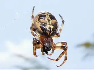 Description de l'image LarinioidesCornutus.jpg.