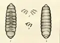 Larve, parties ventrale et dorsale avec des spiracles.