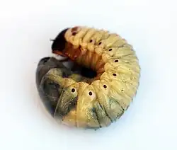 voir la légende ci-après