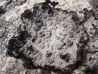 Umbilicariales :Lasallia pustulata