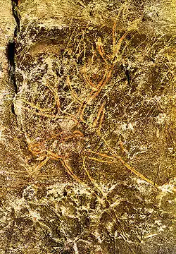 Un cerf gravé de l'Abside.