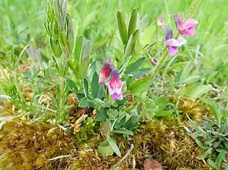 Description de l'image Lathyrus montanus Aubrac.jpg.