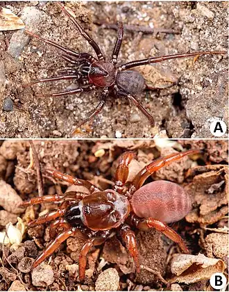 Description de l'image Latouchia calcicola 2.jpg.