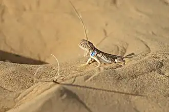 Bufoniceps laungwalaensis