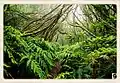 Les forêts de lauriers (laurisylves) des Canaries et de Madère composent un rare exemple de forêt tempérée humide en Europe.