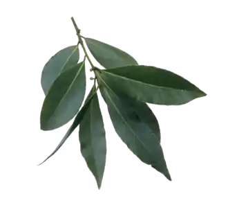 Image illustrative de l’article Feuille de laurier