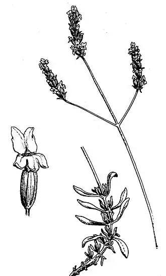Schéma de Lavandula latifolia.