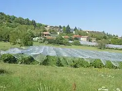 Un verger, avec des habitations au second plan.