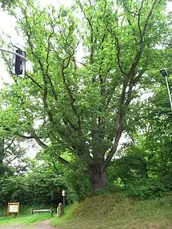 Le chêne du Petit-Launay.