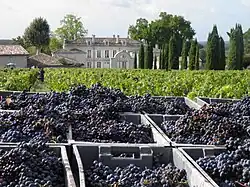 Vendanges au château de La Dauphine