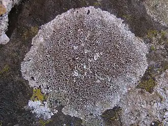 Description de l'image Lecanora campestris 309132.jpg.