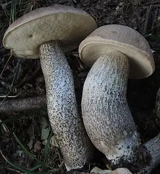 Le Bolet rude des trembles (Leccinum duriusculum)