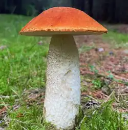 Le Bolet orangé des peupliers (Leccinum albostipitatum)