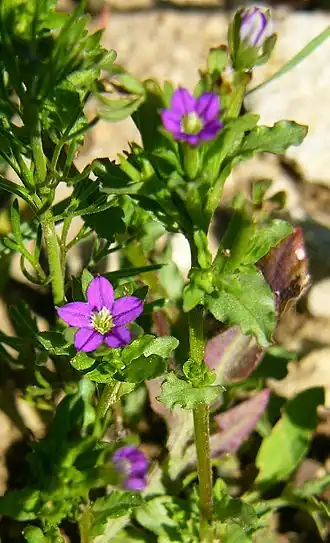 Description de cette image, également commentée ci-après