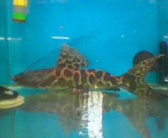 Description de l'image Leiarius_longibarbis_01_-_Cartimar.jpg.