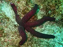 Leiaster teres dans le Golfe de Californie.