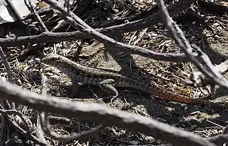 Description de l'image Leiocephalus sixtoi P1010419.jpg.