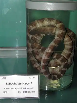 Description de l'image Leioselasma coggeri.JPG.