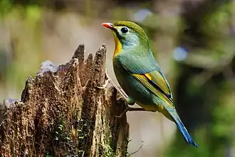 Photo d'un oiseau posé sur le bord d'une souche. Il a un bec rouge, une poitrine jaune, les ailes bleues et le dessus de la tête vert.