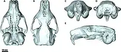 Description de l'image Leithia melitensis skull.jpg.