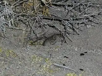 Description de l'image Lemmiscus curtatus.jpg.