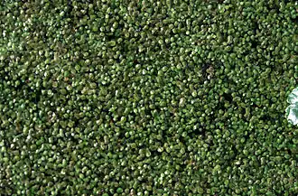 Description de l'image Lemnaminuta.jpg.