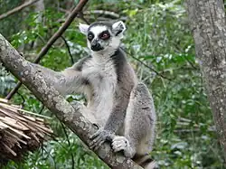 Parc national de l'Isalo, Madagascar.