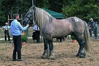 Leonardo 11, Poitevin mulassier né en 1999.